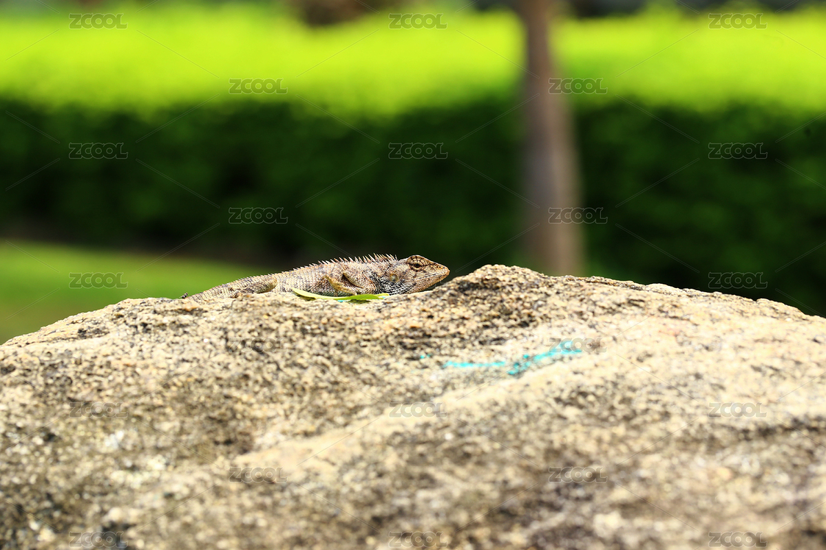 四腳蛇微距特寫（主預(yù)覽-8095585） - 未分類 - 站酷設(shè)計(jì)師kevin_psj原創(chuàng)素材 - 站酷ZCOOL