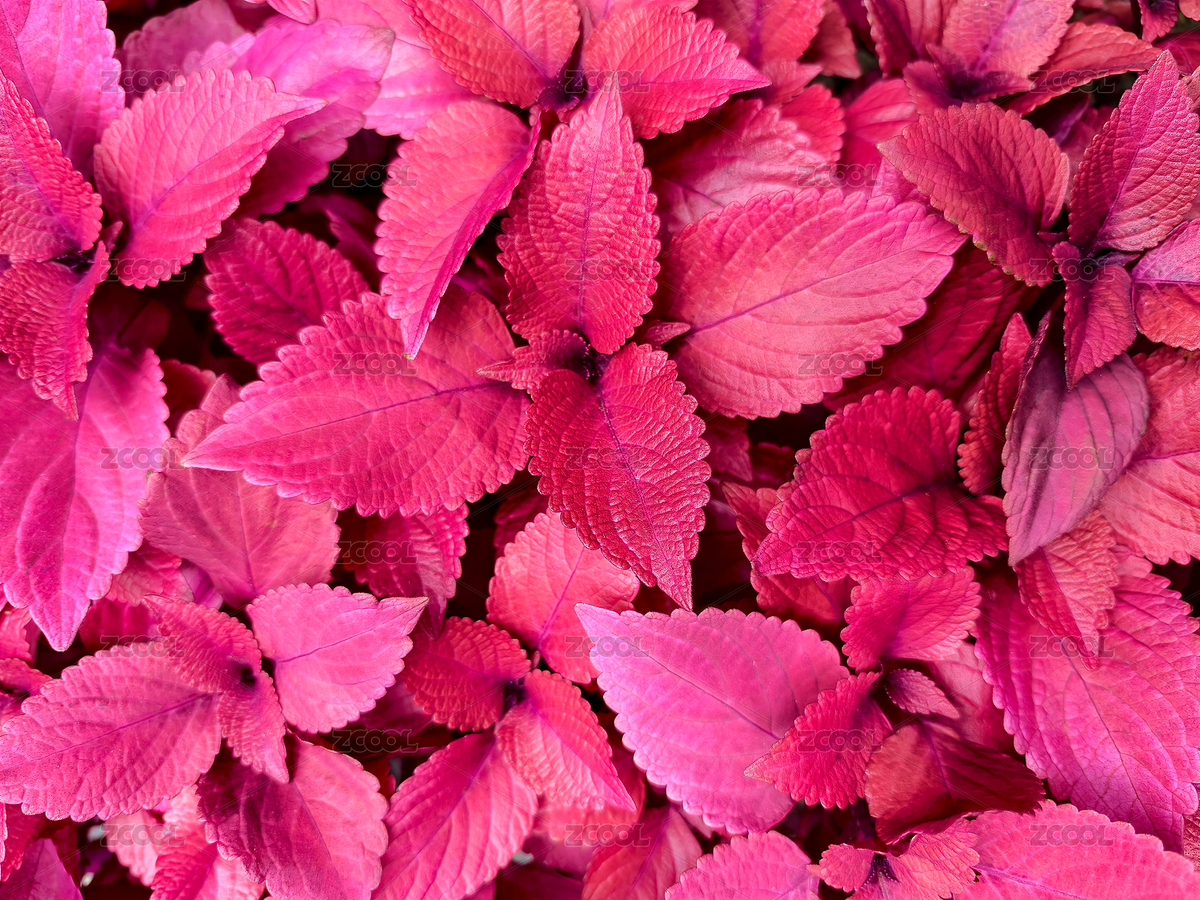 立冬时叶片全部变红的五彩苏（主预览-12307186） - 未分类 - 站酷设计师摄影熊孩子原创素材 - 站酷ZCOOL