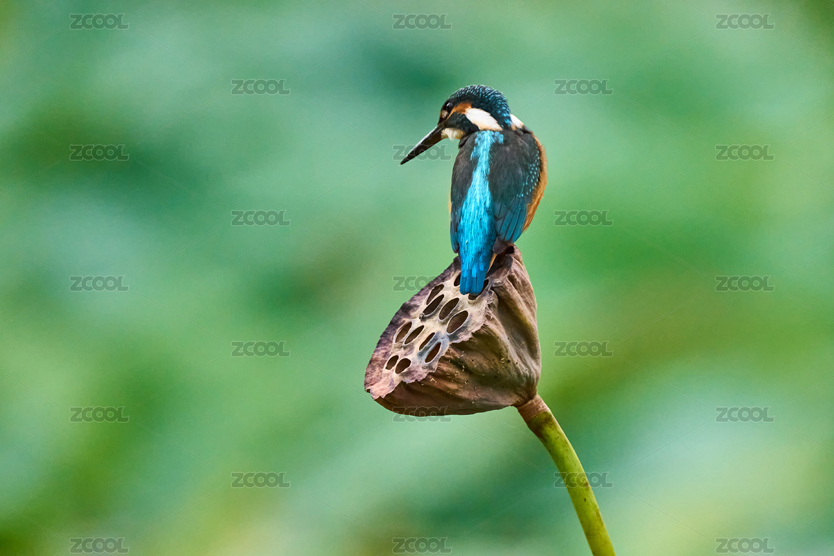 雄性普通翠鳥（主預覽-12006265） - 未分類 - 站酷設(shè)計師秦嶺101原創(chuàng)素材 - 站酷ZCOOL