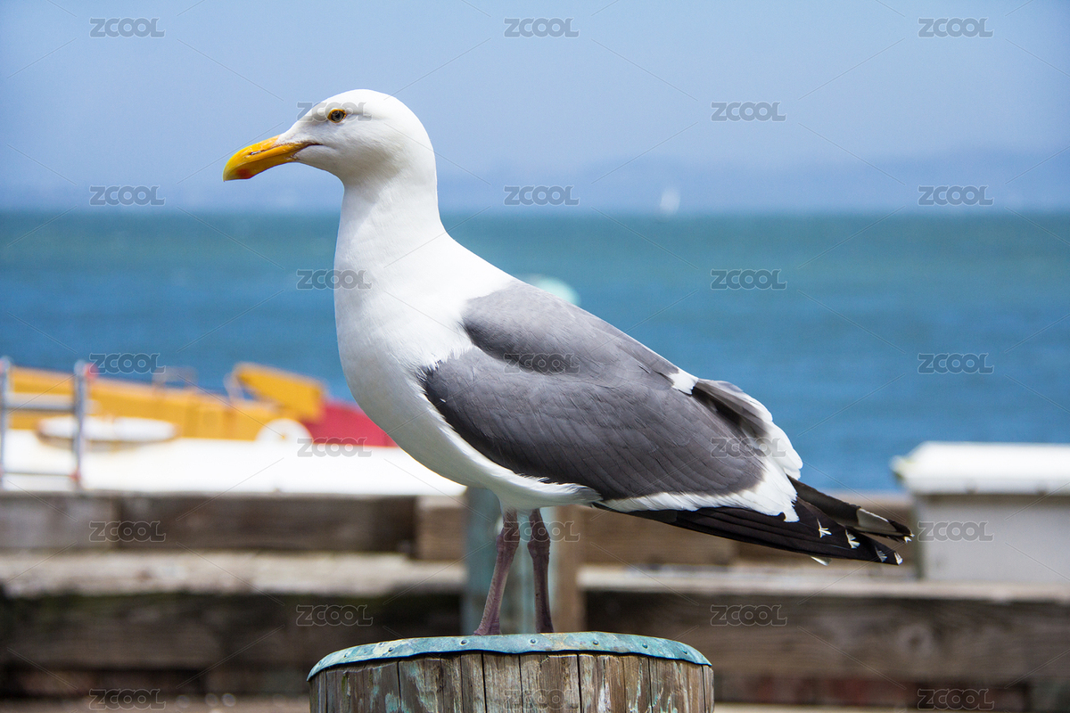 海鷗棲息在木柱上的特寫鏡頭（主預覽-9104671） - 未分類 - 站酷設計師WXWiub原創(chuàng)素材 - 站酷ZCOOL