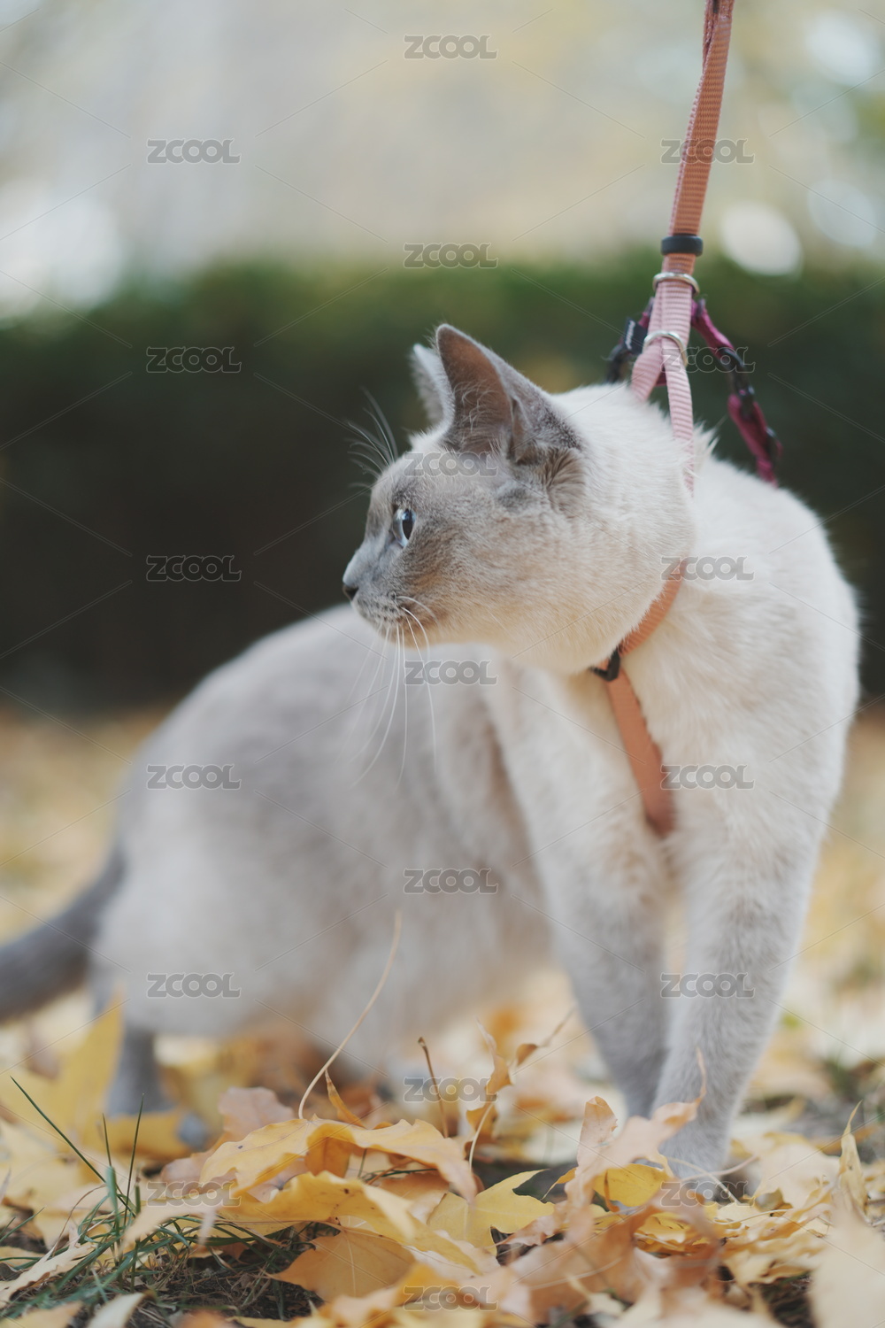 秋天的暹罗猫遛弯