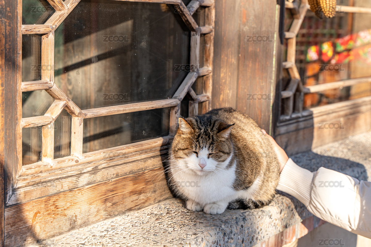 撫摸貓家貓寵物貓鄉(xiāng)村（主預覽-3703394） - 未分類 - 站酷設計師文樸先生原創(chuàng)素材 - 站酷ZCOOL