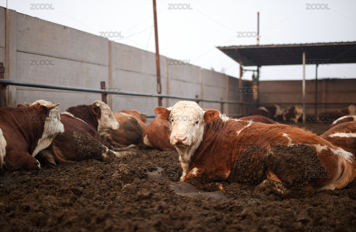 畜牧养殖肉牛养殖（主预览-6646654） - 未分类 - 站酷设计师小羽怪原创素材 - 站酷ZCOOL