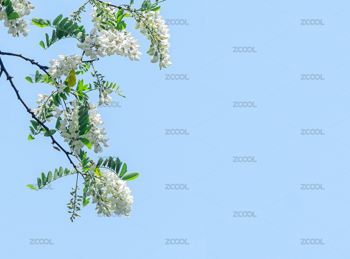 盛開(kāi)的槐花（主預(yù)覽-4445156） - 未分類(lèi) - 站酷設(shè)計(jì)師不是之一原創(chuàng)素材 - 站酷ZCOOL