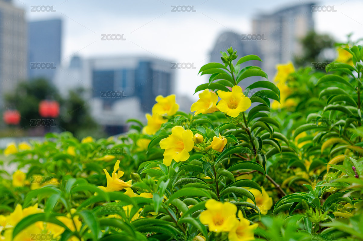 南方綠植小灌木黃蟬花（主預(yù)覽-12338657） - 未分類 - 站酷設(shè)計師云海路漫漫原創(chuàng)素材 - 站酷ZCOOL