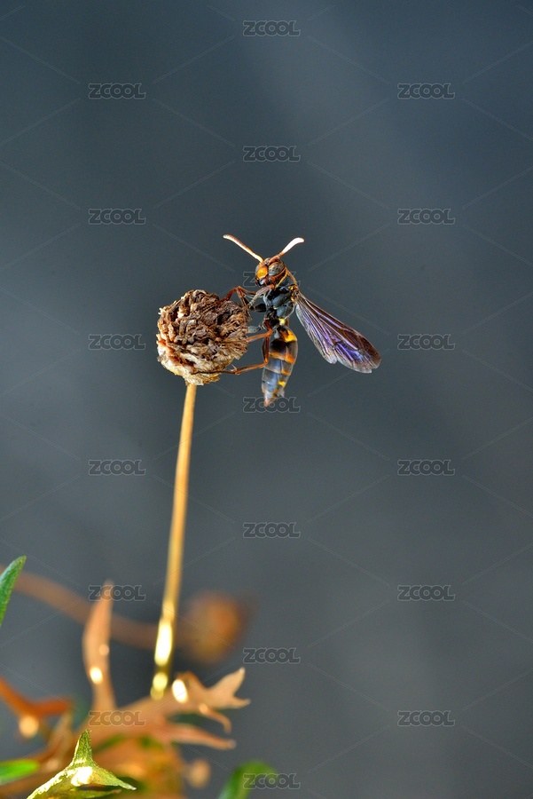 驻留的黄蜂（主预览-6309370） - 未分类 - 站酷设计师lmm985原创素材 - 站酷ZCOOL
