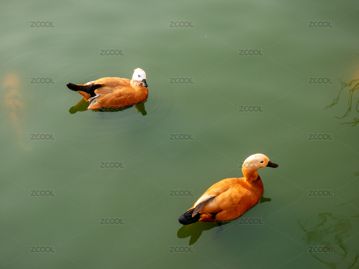 湖面上嬉戲的赤麻鴨（主預(yù)覽-9222373） - 未分類 - 站酷設(shè)計師菌菌不吃花椒原創(chuàng)素材 - 站酷ZCOOL