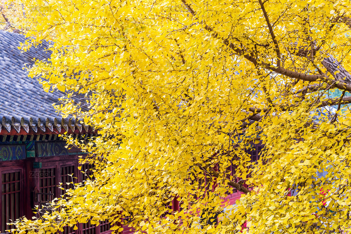 中国北京大觉寺秋季风光（主预览-12381677） - 未分类 - 站酷设计师陈喆风光摄影原创素材 - 站酷ZCOOL