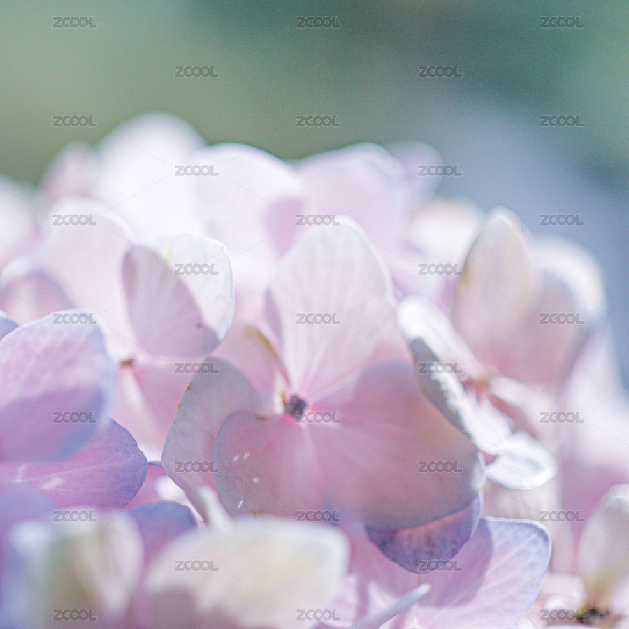 粉色繡球（主預(yù)覽-9335264） - 未分類 - 站酷設(shè)計師攝影小柒原創(chuàng)素材 - 站酷ZCOOL