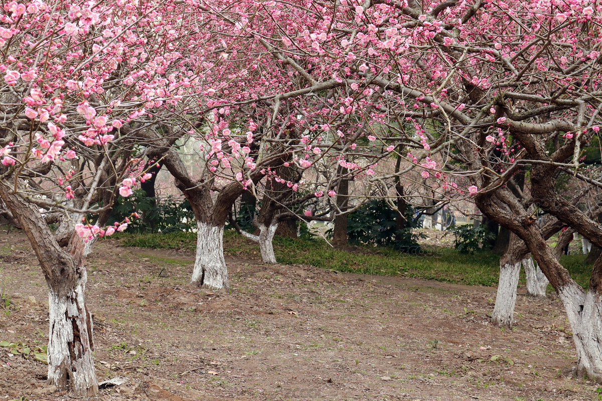 上海世紀公園茂盛的梅花林（主預覽-7250003） - 未分類 - 站酷設計師尹鑫悅原創(chuàng)素材 - 站酷ZCOOL