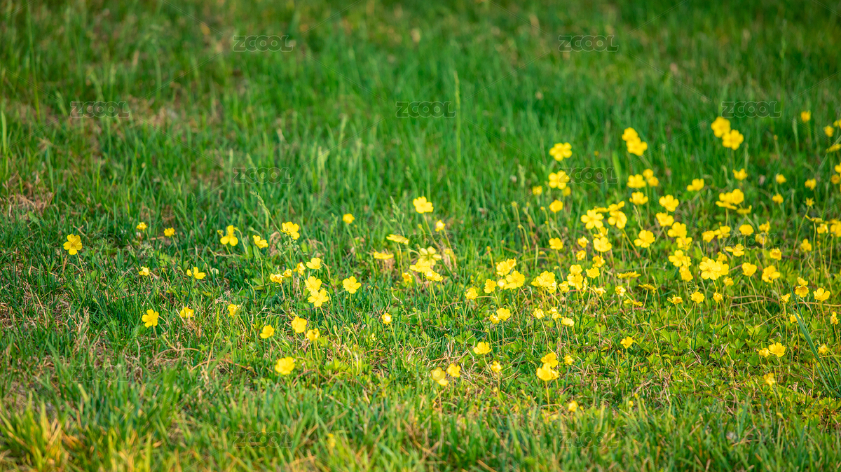 草坪里的小黃花（主預(yù)覽-6910521） - 未分類 - 站酷設(shè)計師不愛吃雞蛋的大飛原創(chuàng)素材 - 站酷ZCOOL