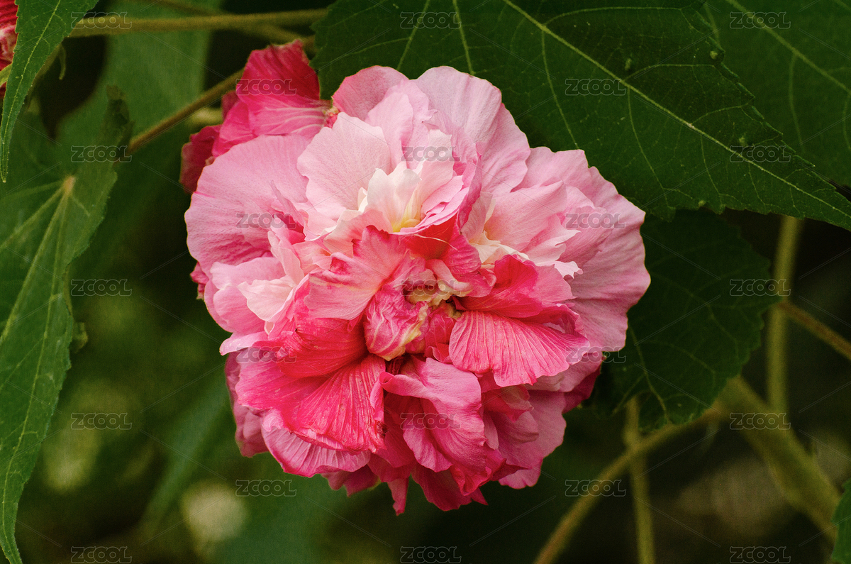 秋天盛開(kāi)的木芙蓉花（主預(yù)覽-8324201） - 未分類 - 站酷設(shè)計(jì)師ForrestLoong原創(chuàng)素材 - 站酷ZCOOL