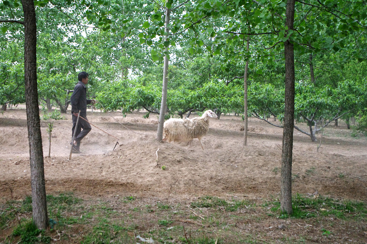 山羊（主預(yù)覽-4813321） - 未分類 - 站酷設(shè)計師wmei5881原創(chuàng)素材 - 站酷ZCOOL