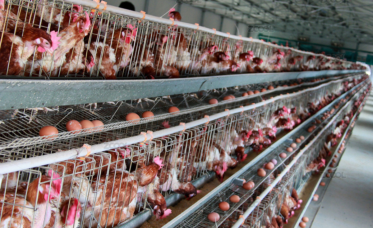 养鸡场的一角特写（主预览-4223269） - 未分类 - 站酷设计师lilyhello原创素材 - 站酷ZCOOL