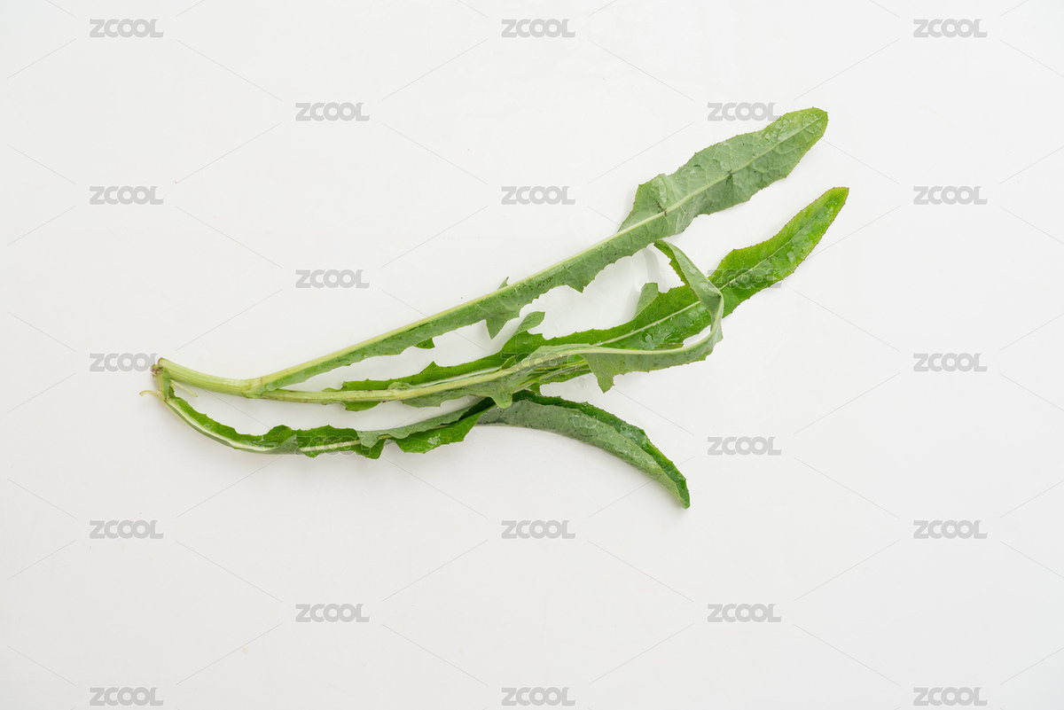 野菜苦苣菜（主預(yù)覽-349674） - 未分類(lèi) - 站酷設(shè)計(jì)師安147123原創(chuàng)素材 - 站酷ZCOOL