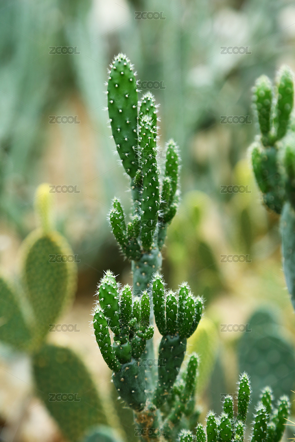 仙人掌（主预览-6136686） - 未分类 - 站酷设计师希象摄影原创素材 - 站酷ZCOOL