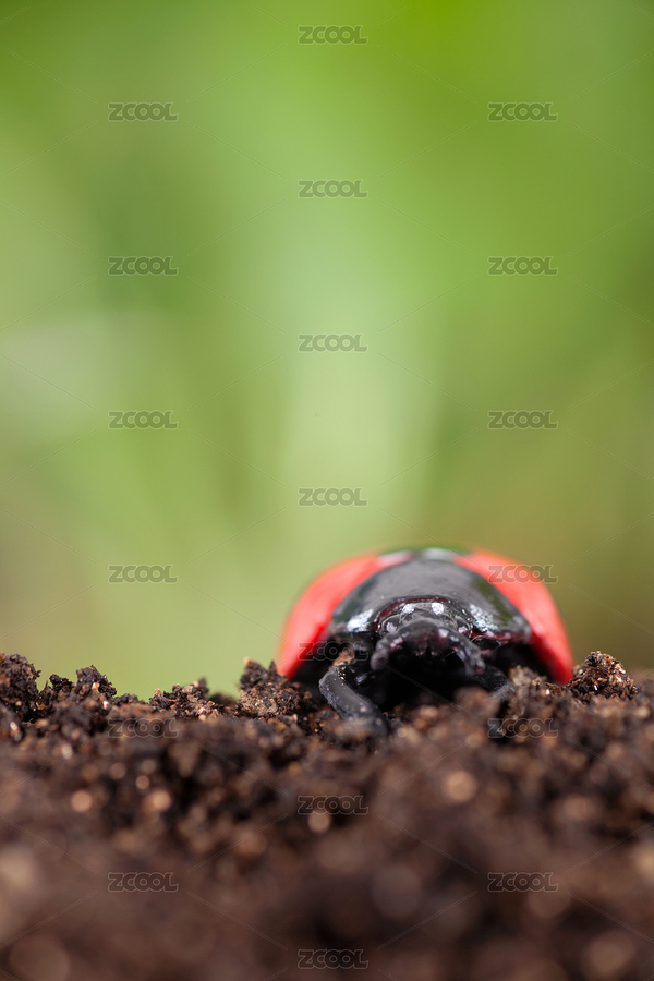 冬眠過后覓食的七星瓢蟲（主預(yù)覽-7983133） - 未分類 - 站酷設(shè)計(jì)師小羽怪原創(chuàng)素材 - 站酷ZCOOL