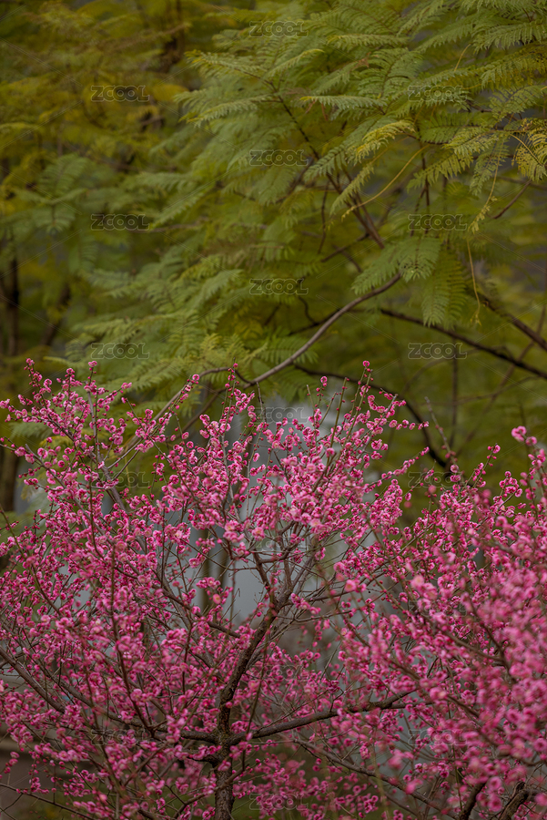 梅花與綠葉對比（主預(yù)覽-1544967） - 未分類 - 站酷設(shè)計(jì)師攝影師Demonclaw原創(chuàng)素材 - 站酷ZCOOL