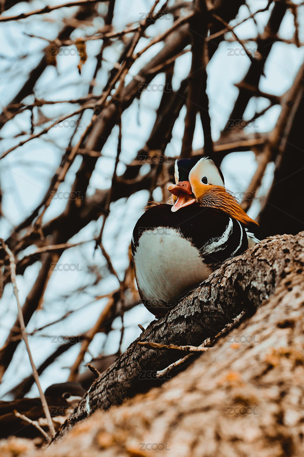 冬日里成雙成對(duì)的鴛鴦（主預(yù)覽-12795645） - 未分類(lèi) - 站酷設(shè)計(jì)師忽然之間117原創(chuàng)素材 - 站酷ZCOOL