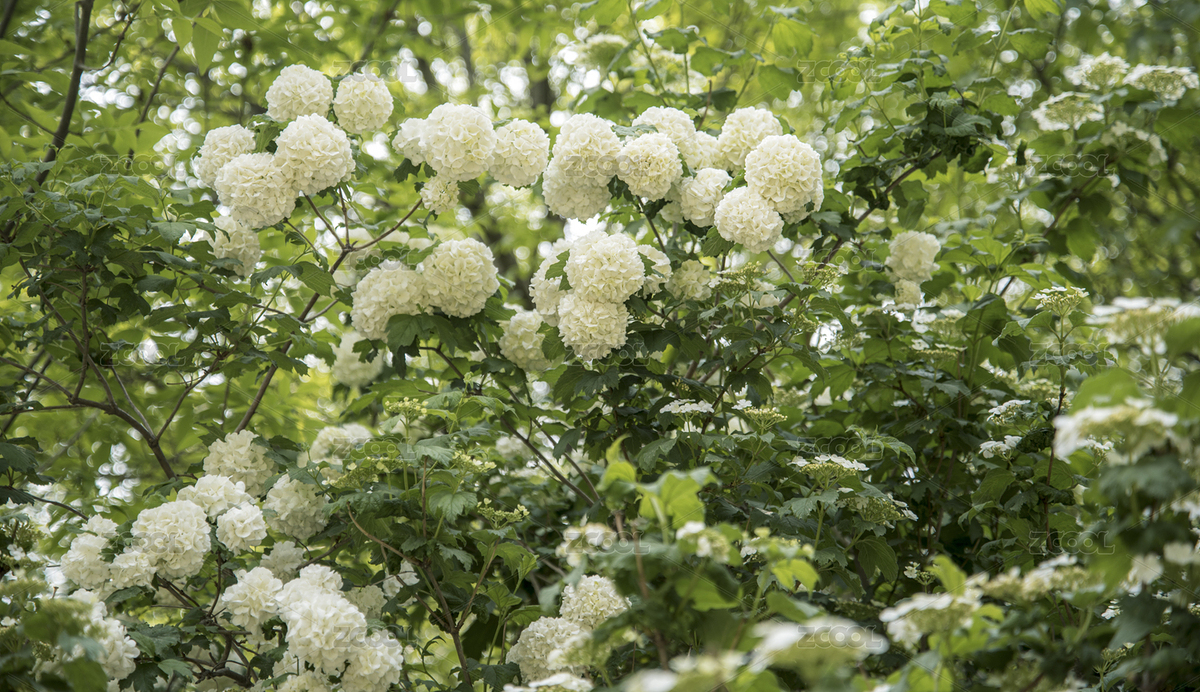 盛開的木繡球花團（主預覽-8564721） - 未分類 - 站酷設計師安安的咪醬原創(chuàng)素材 - 站酷ZCOOL