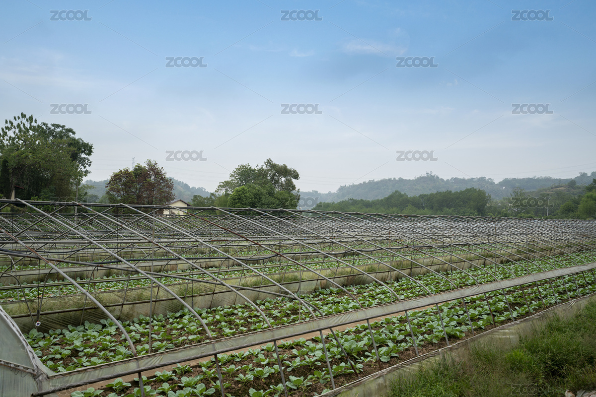 蔬菜基地（主预览-7367623） - 未分类 - 站酷设计师onlyyouqj原创素材 - 站酷ZCOOL