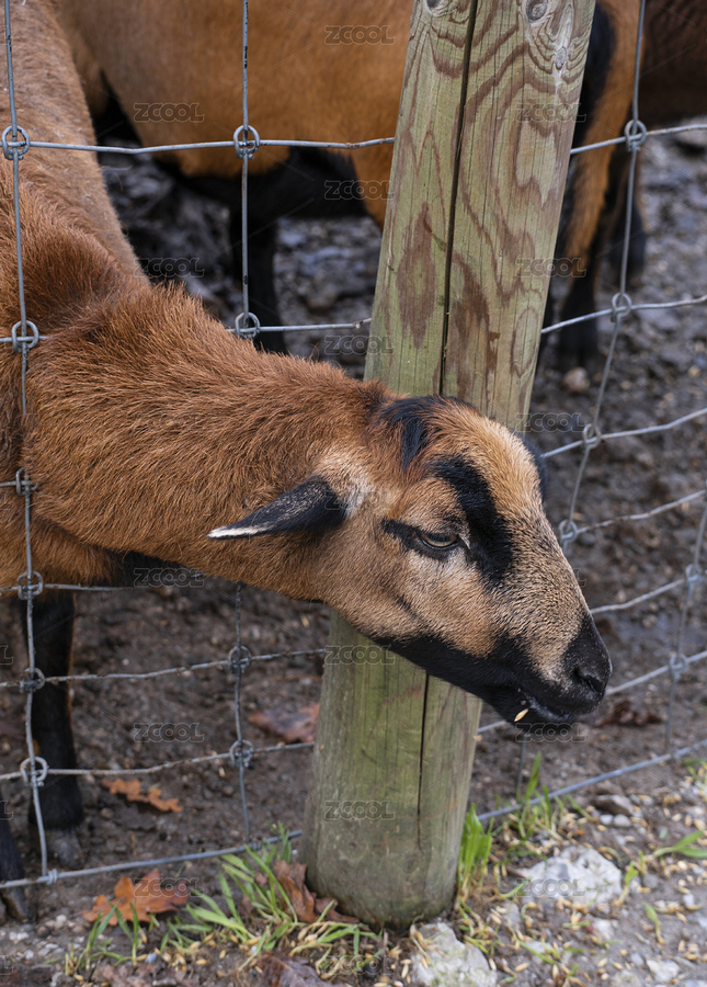頭部擠出鐵網(wǎng)想找吃的山羊（主預覽-4654101） - 未分類 - 站酷設計師大熊0號原創(chuàng)素材 - 站酷ZCOOL