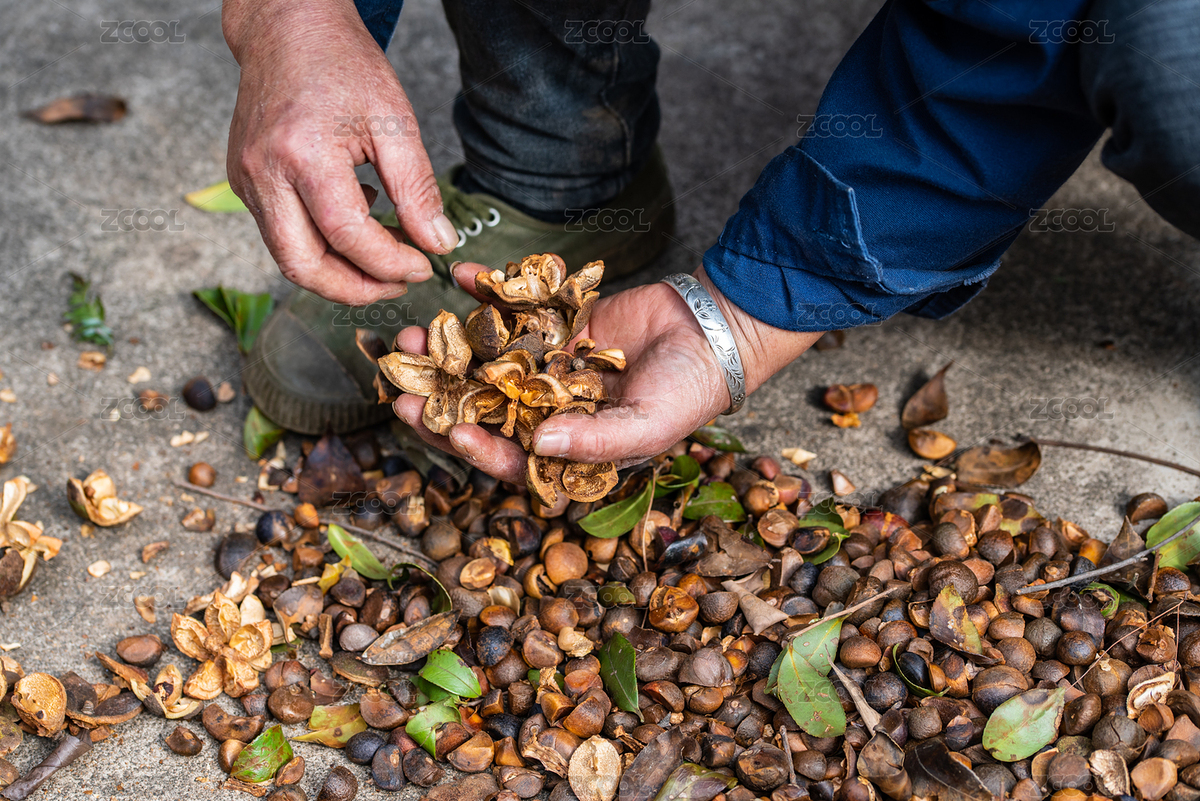 農(nóng)民挑撿豐收的油茶籽（主預(yù)覽-5287439） - 未分類 - 站酷設(shè)計(jì)師風(fēng)暴麗麗原創(chuàng)素材 - 站酷ZCOOL