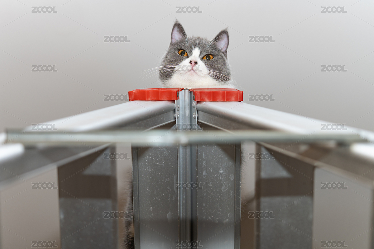 梯子頂部的英短藍(lán)白貓貓（主預(yù)覽-6957258） - 未分類(lèi) - 站酷設(shè)計(jì)師harveylaw原創(chuàng)素材 - 站酷ZCOOL