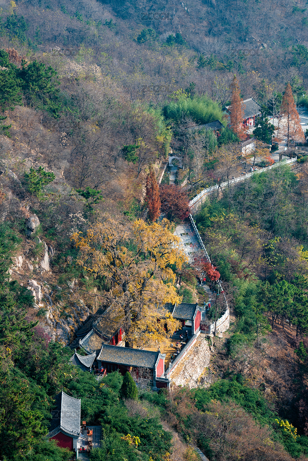 青島竹子庵銀杏樹遠(yuǎn)景（主預(yù)覽-8958029） - 未分類 - 站酷設(shè)計師海面上的星空原創(chuàng)素材 - 站酷ZCOOL