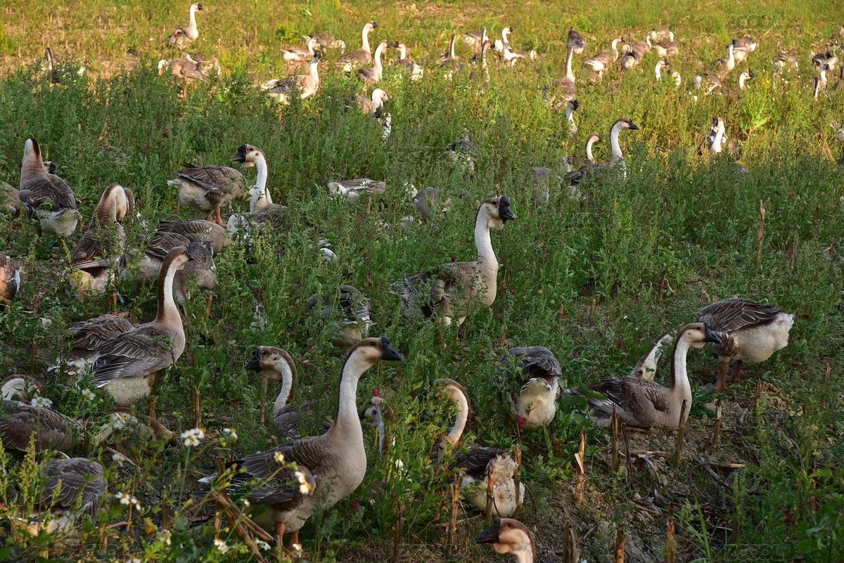 春天惠州博罗乡村田园一群狮头鹅在吃草（主预览-918738） - 未分类 - 站酷设计师小幽创意原创素材 - 站酷ZCOOL
