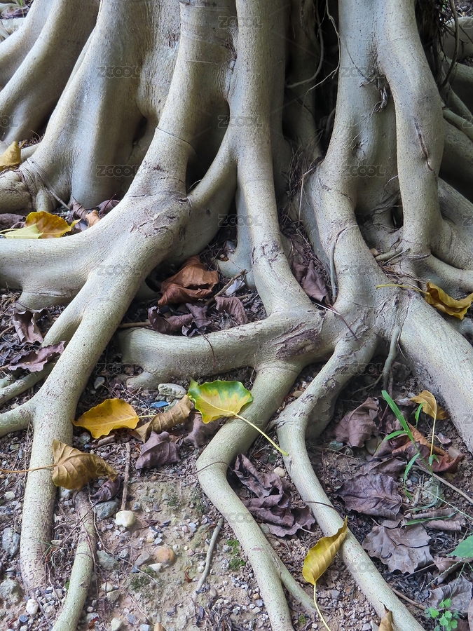 盤(pán)根錯(cuò)節(jié)的樹(shù)根與落葉特寫(xiě)（主預(yù)覽-12103371） - 未分類(lèi) - 站酷設(shè)計(jì)師火星伊原創(chuàng)素材 - 站酷ZCOOL