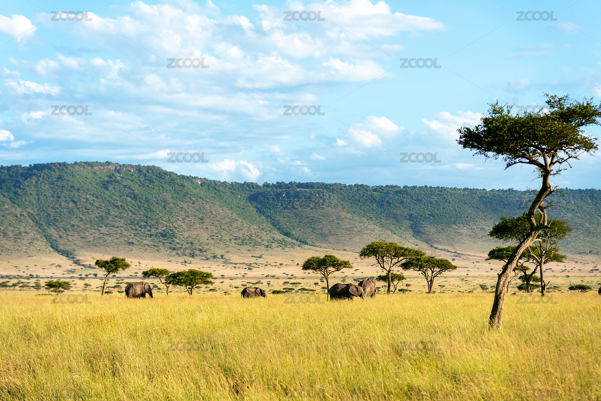 遠景看到正在非洲大草原上遷徙的大象們（主預(yù)覽-7341619） - 未分類 - 站酷設(shè)計師TaoTaoLi1989原創(chuàng)素材 - 站酷ZCOOL