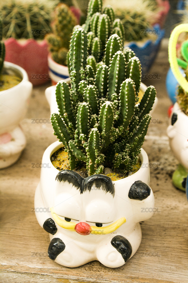 仙人掌（主预览-7623901） - 未分类 - 站酷设计师wmei5881原创素材 - 站酷ZCOOL