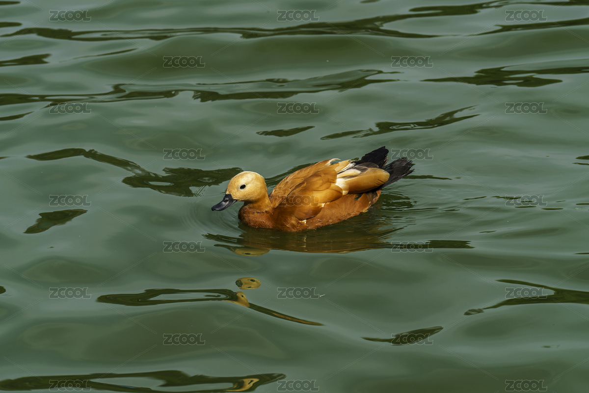 碧綠色水面上的赤麻鴨（主預(yù)覽-11689951） - 未分類(lèi) - 站酷設(shè)計(jì)師Hsiasl原創(chuàng)素材 - 站酷ZCOOL