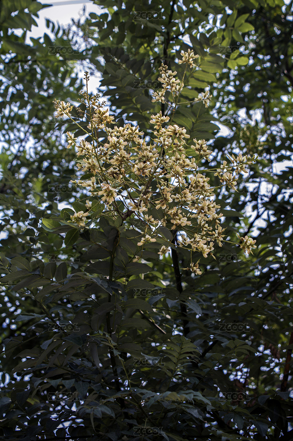 槐樹（主預(yù)覽-7062394） - 未分類 - 站酷設(shè)計(jì)師wmei5881原創(chuàng)素材 - 站酷ZCOOL