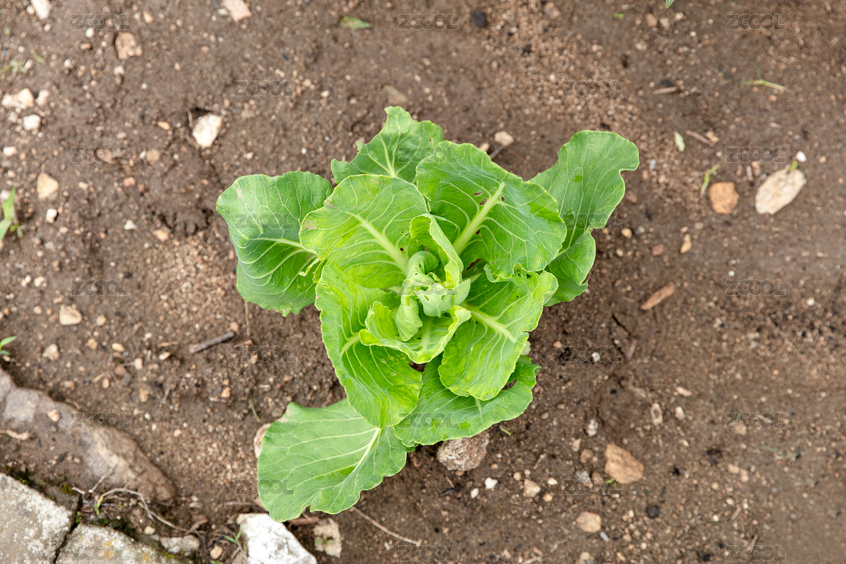 還未長(zhǎng)大的包菜苗（主預(yù)覽-11540455） - 未分類 - 站酷設(shè)計(jì)師小羽怪原創(chuàng)素材 - 站酷ZCOOL