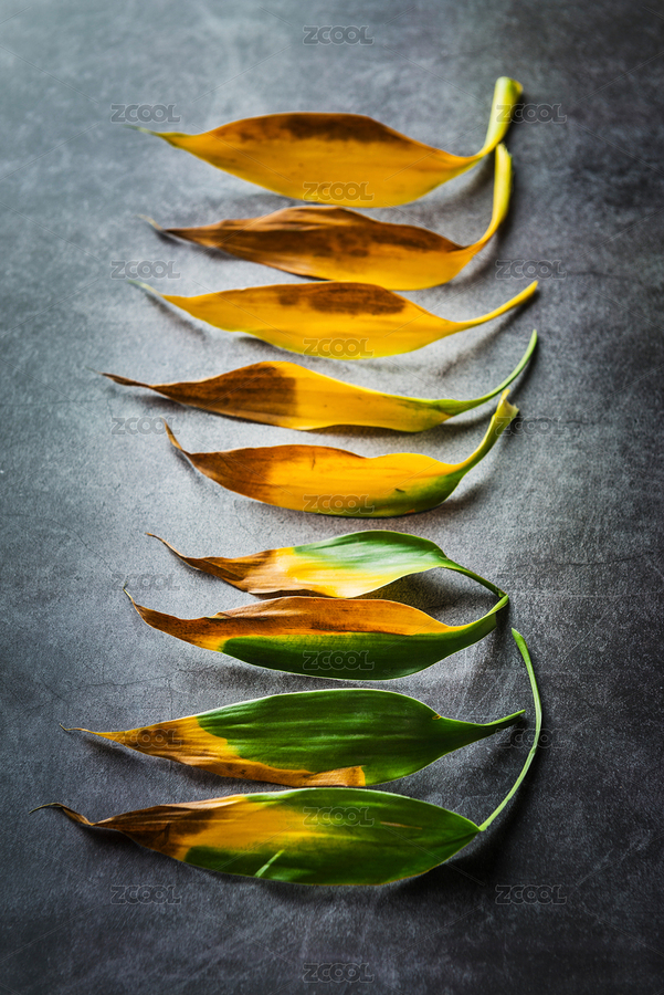 富貴竹葉片呈現(xiàn)的自然漸變色（主預(yù)覽-4638866） - 未分類 - 站酷設(shè)計(jì)師蔚藍(lán)的白日夢(mèng)原創(chuàng)素材 - 站酷ZCOOL