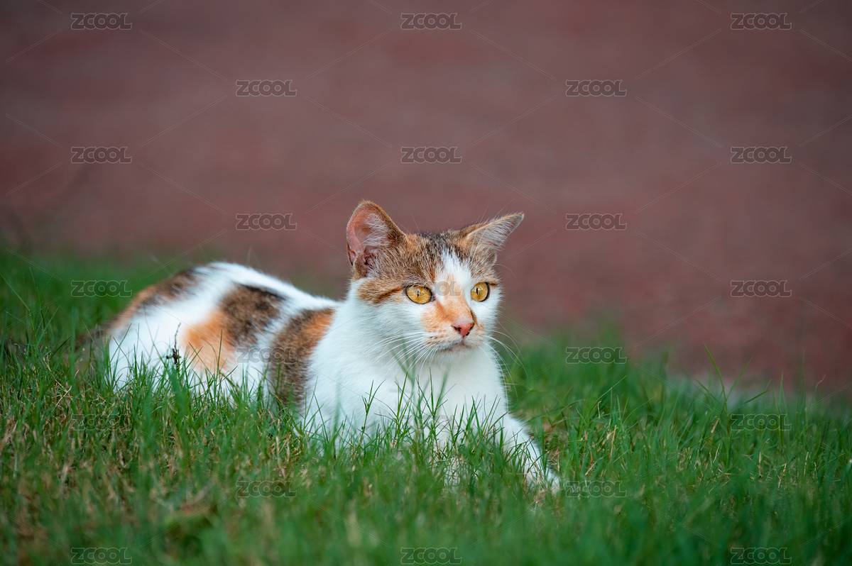 趴在草叢中的一只三花貓（主預(yù)覽-6307051） - 未分類 - 站酷設(shè)計師瓶子里的酒原創(chuàng)素材 - 站酷ZCOOL