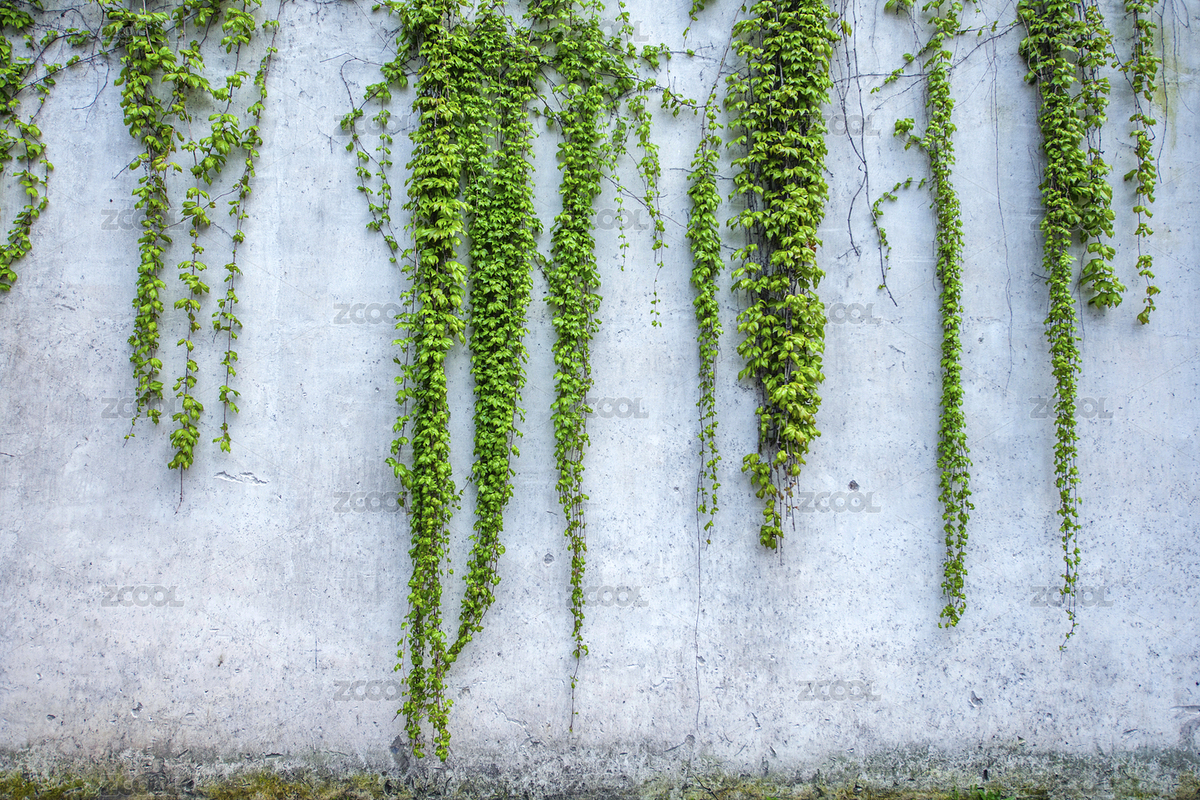 烏鎮(zhèn)東柵宏源泰染坊墻壁上的爬墻虎（主預(yù)覽-1112333） - 未分類 - 站酷設(shè)計(jì)師小聊紳士原創(chuàng)素材 - 站酷ZCOOL