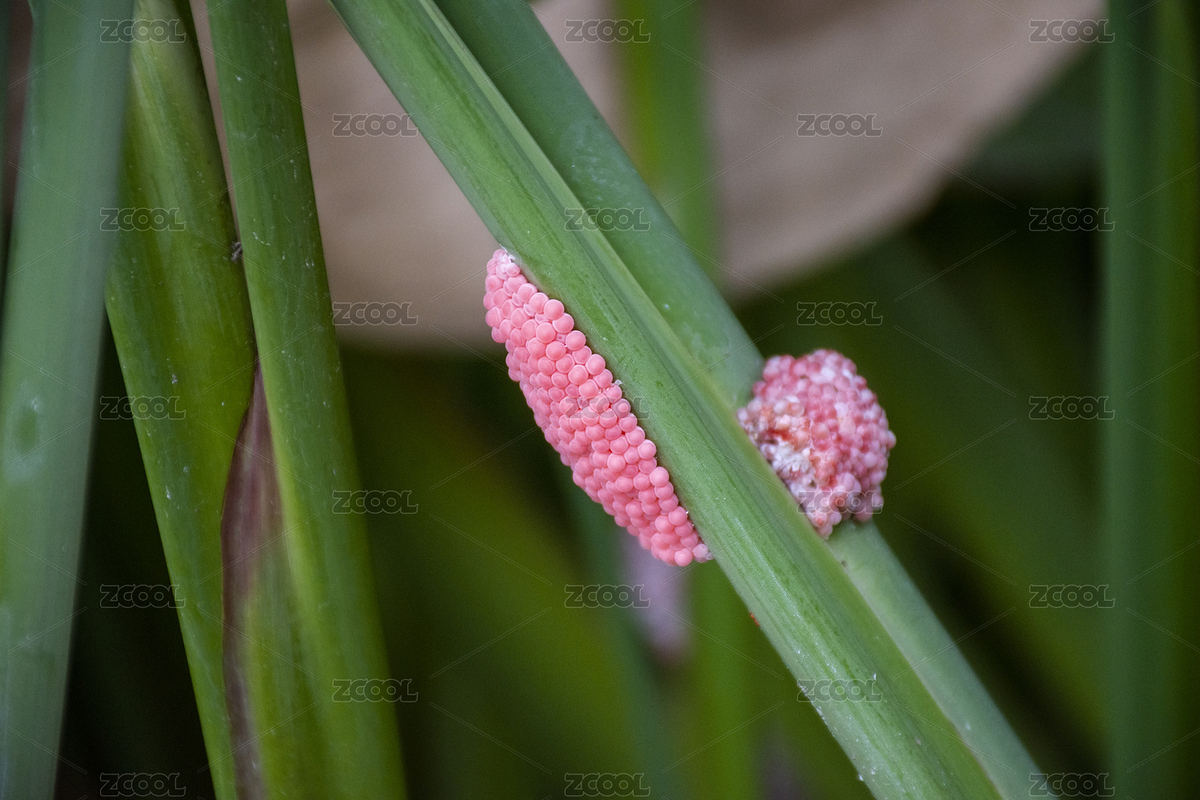重大危險(xiǎn)性農(nóng)業(yè)外來(lái)入侵生物福壽螺（卵）（主預(yù)覽-8848886） - 未分類(lèi) - 站酷設(shè)計(jì)師苑金戈原創(chuàng)素材 - 站酷ZCOOL