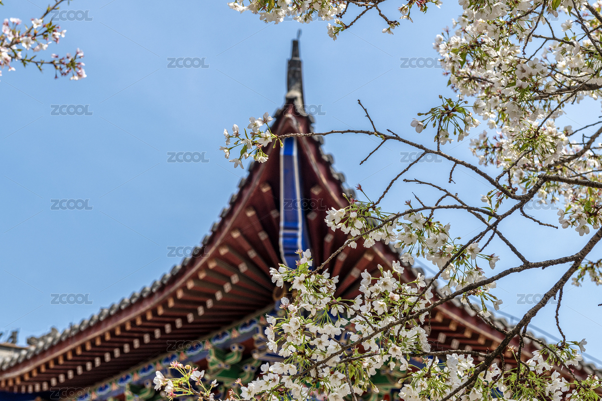 春天櫻花盛開的武漢龍華寺（主預(yù)覽-7520566） - 未分類 - 站酷設(shè)計(jì)師我是一凡人原創(chuàng)素材 - 站酷ZCOOL