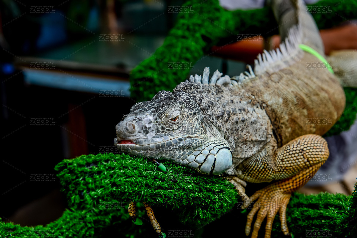 火烈鳥（主預(yù)覽-3477414） - 未分類 - 站酷設(shè)計師憶江原創(chuàng)素材 - 站酷ZCOOL