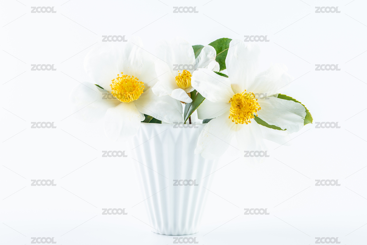 白色油茶花（主預(yù)覽-1919657） - 未分類 - 站酷設(shè)計(jì)師風(fēng)暴麗麗原創(chuàng)素材 - 站酷ZCOOL