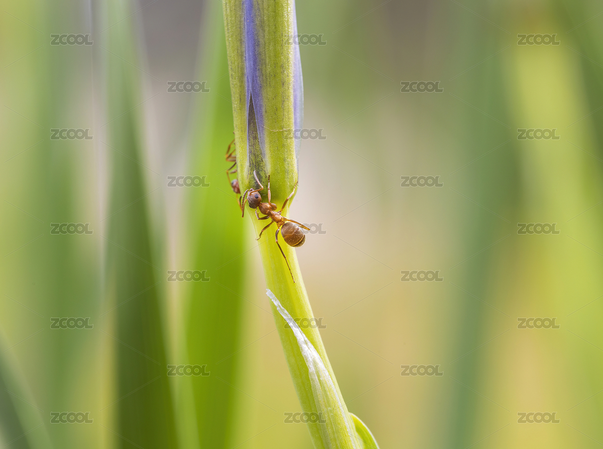 花茎上爬行的小蚂蚁（主预览-6124328） - 未分类 - 站酷设计师Sunshine4213原创素材 - 站酷ZCOOL