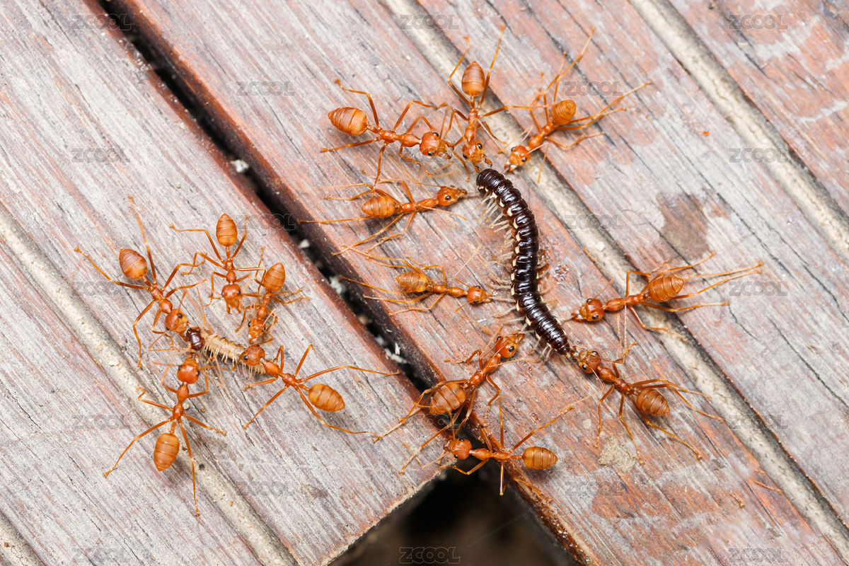 一群蚂蚁在木板上撕咬一条黑色的小虫子（主预览-2812083） - 未分类 - 站酷设计师Gang29_F原创素材 - 站酷ZCOOL