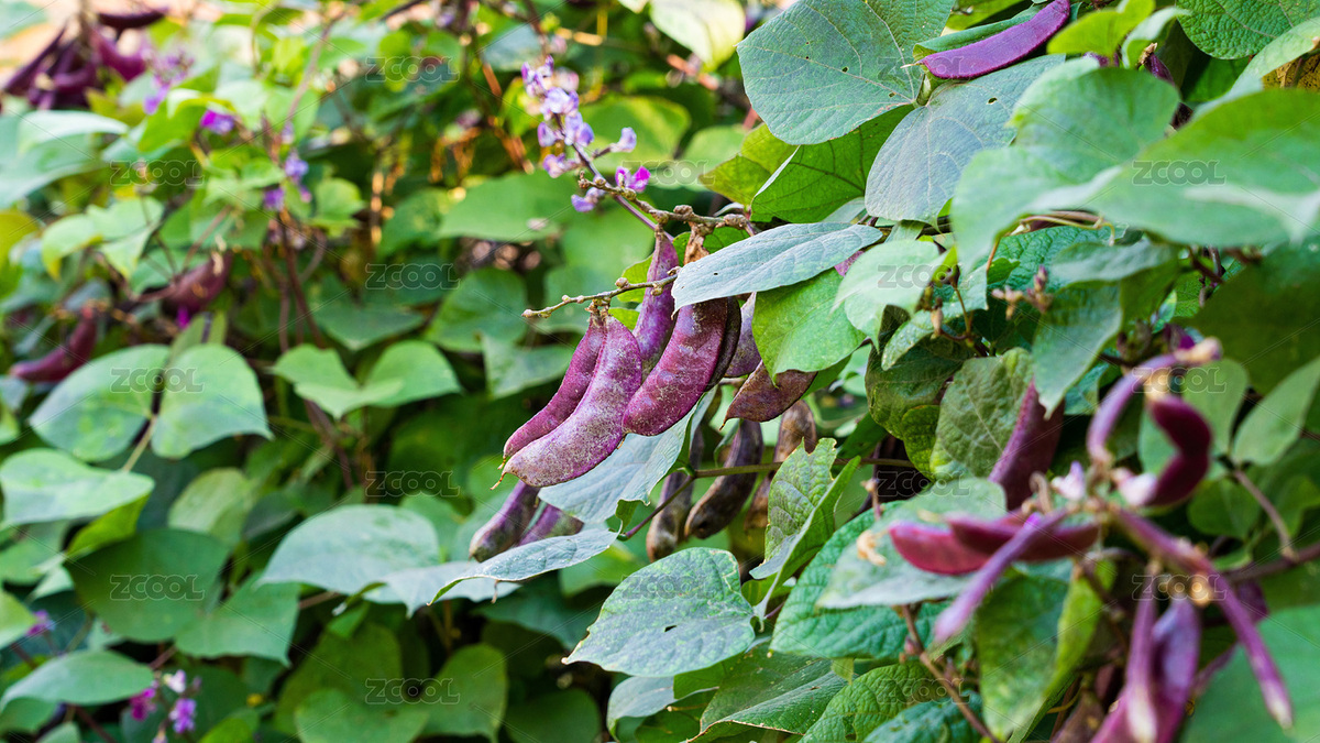 種植成熟的紫扁豆眉豆（主預(yù)覽-3035671） - 未分類 - 站酷設(shè)計師平和的總是美好的原創(chuàng)素材 - 站酷ZCOOL