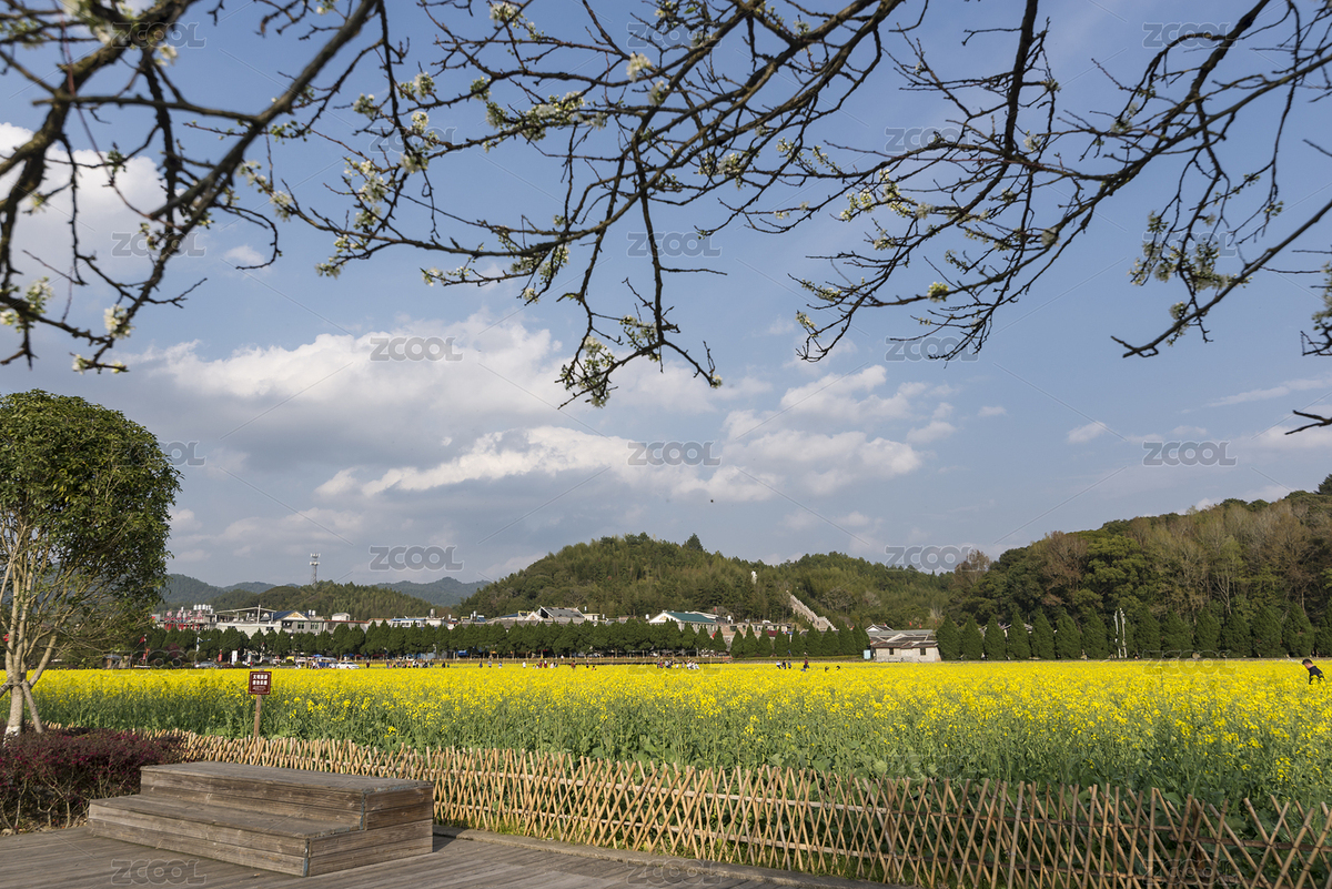 晴天上杭古田会址景区成片盛开的油菜花（主预览-8663248） - 未分类 - 站酷设计师只取一瓢原创素材 - 站酷ZCOOL