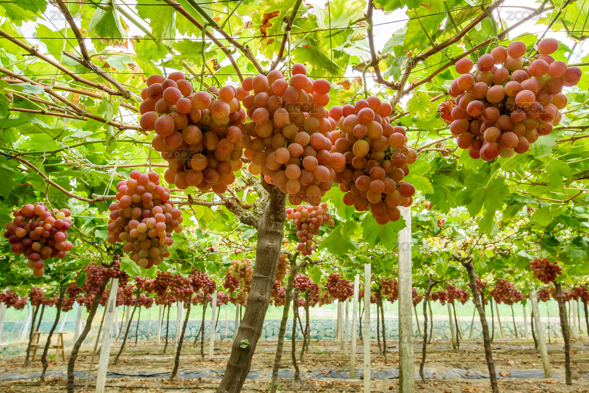 葡萄園里成熟的葡萄紅提子（主預(yù)覽-8655419） - 未分類 - 站酷設(shè)計(jì)師城森創(chuàng)意原創(chuàng)素材 - 站酷ZCOOL