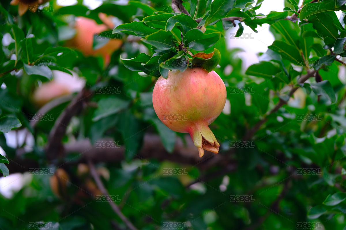 石榴树上结满了红石榴特写（主预览-8885720） - 未分类 - 站酷设计师金翅大鹏原创素材 - 站酷ZCOOL