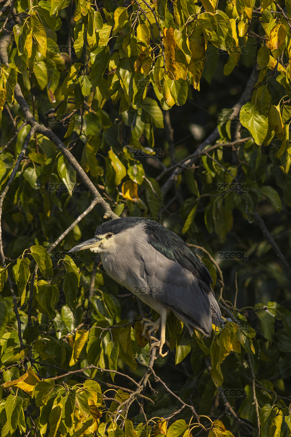 夜鷺在樹上枝頭棲息鳥類野生動物（主預覽-12402002） - 未分類 - 站酷設計師Z224193196原創(chuàng)素材 - 站酷ZCOOL